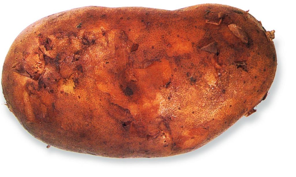 Aardappel (Alcmaria)