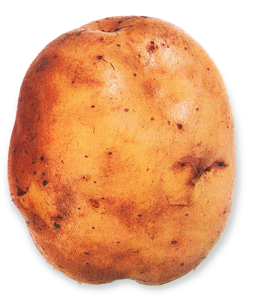 Aardappel (Barima)