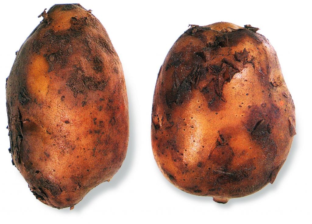 Aardappel (Doré)