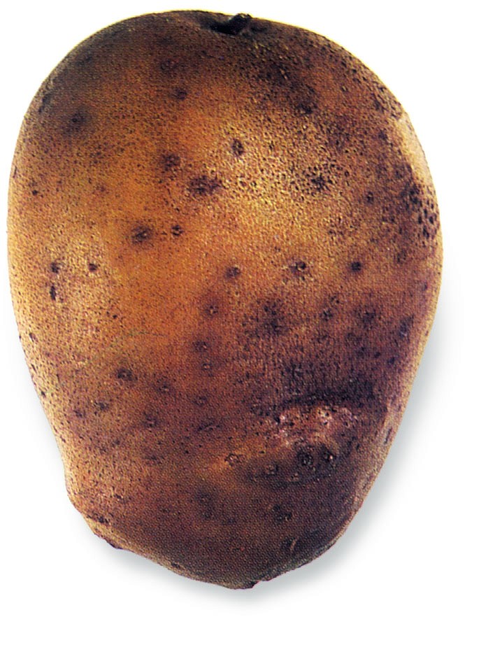 Aardappel (Lekkerlander)