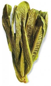 Bindsla (jonge plant)