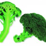 Broccoli (Corvet)