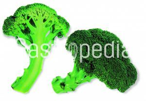 Broccoli (Corvet)