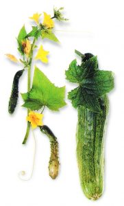 Gestekelde komkommer(vrucht en rank met blad, bloem en jonge vrucht)
