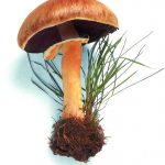 Grootsporige champignon