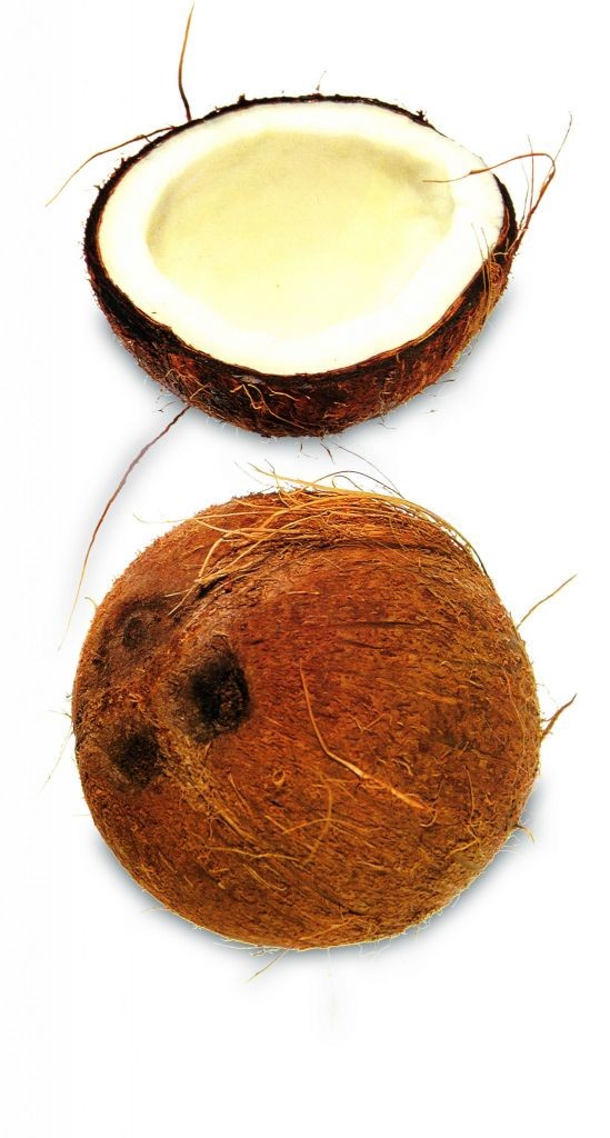 Kokosnoot, GASTOPEDIA