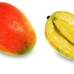Mango (Haden)