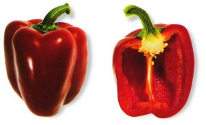 Paprika, rood geblokt type, Gastropedia