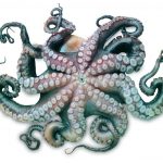 Octopus, Achtarm, Kraak