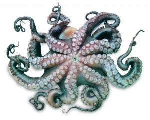 Octopus, Achtarm, Kraak