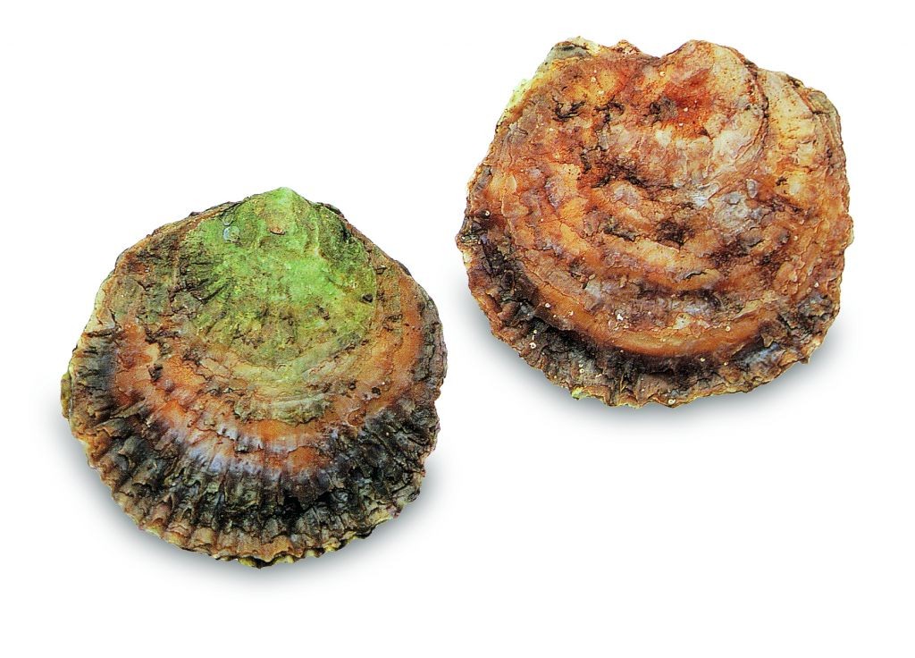 Europese platte oester
