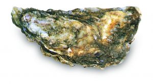 Portugese oester