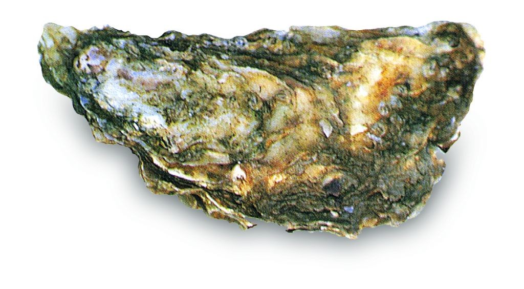 Portugese oester