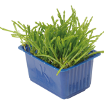 Salicornia Cress