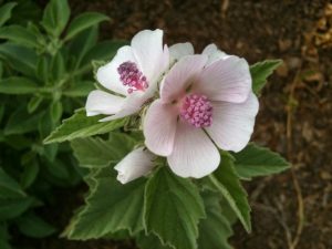 Benefits Of Marshmallow (Althaea Officinalis)
